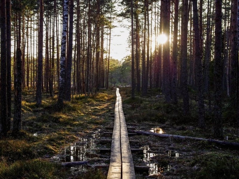 bosque 